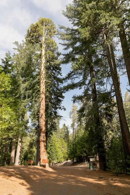 Crystal Springs Campground (Ca)