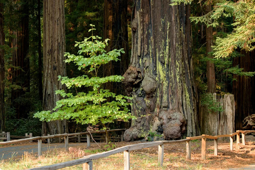Huckleberry Campground