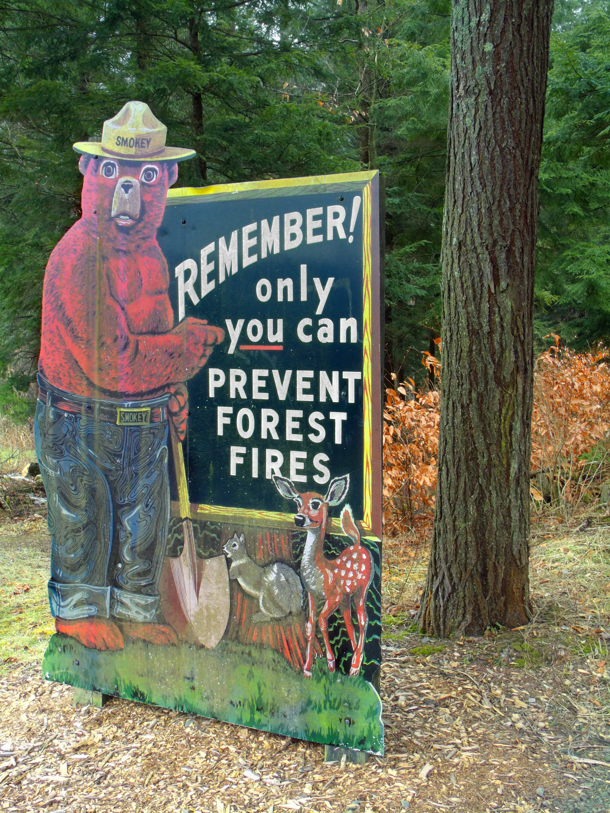 Tioga State Forest
