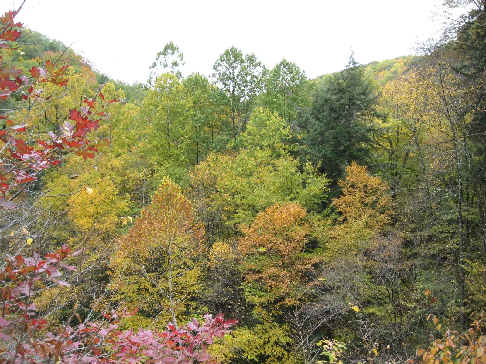 Robert H Treman State Park
