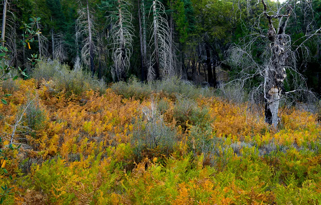 Palomar Mountain State Park Campground