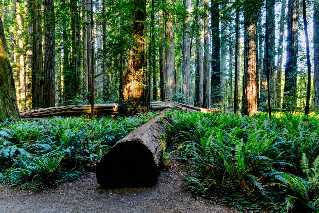 Jedediah Smith Redwoods Campground