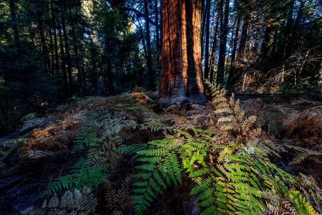 Palomar Mountain State Park Campground