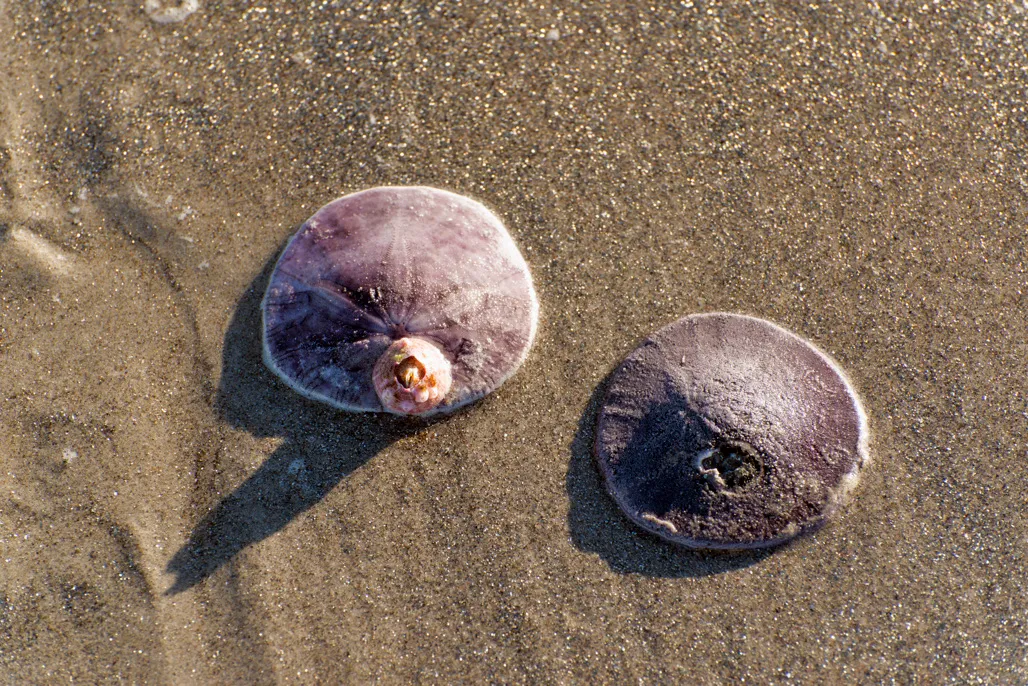Silver Strand State Beach Campground