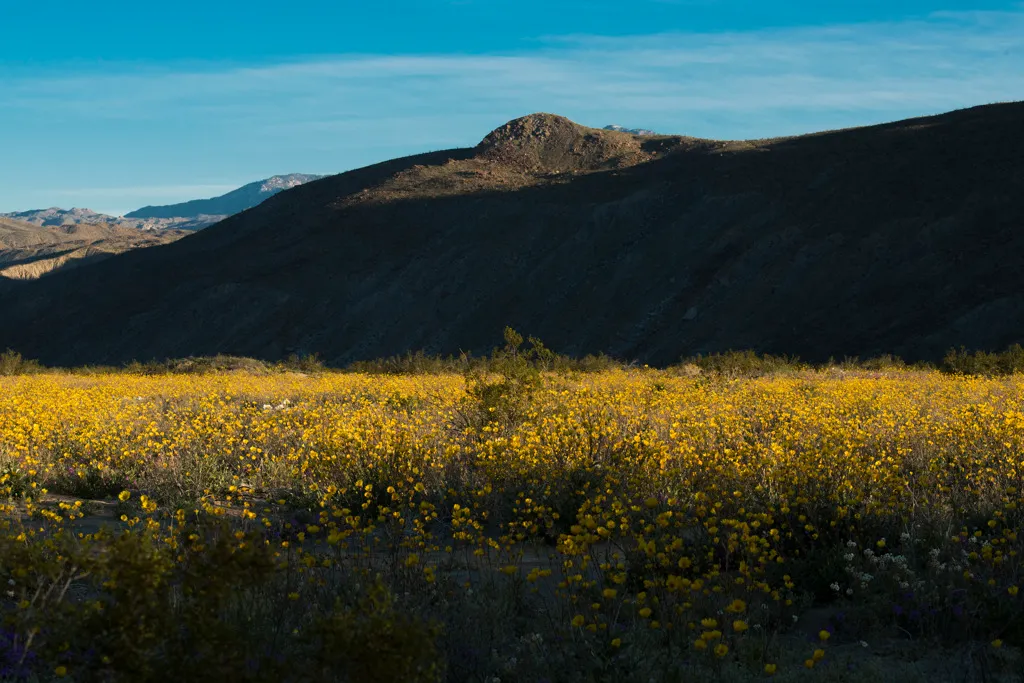 Borrego Palm Canyon Campground