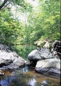 Campground 1 (Sites 44-95 And 195-208)