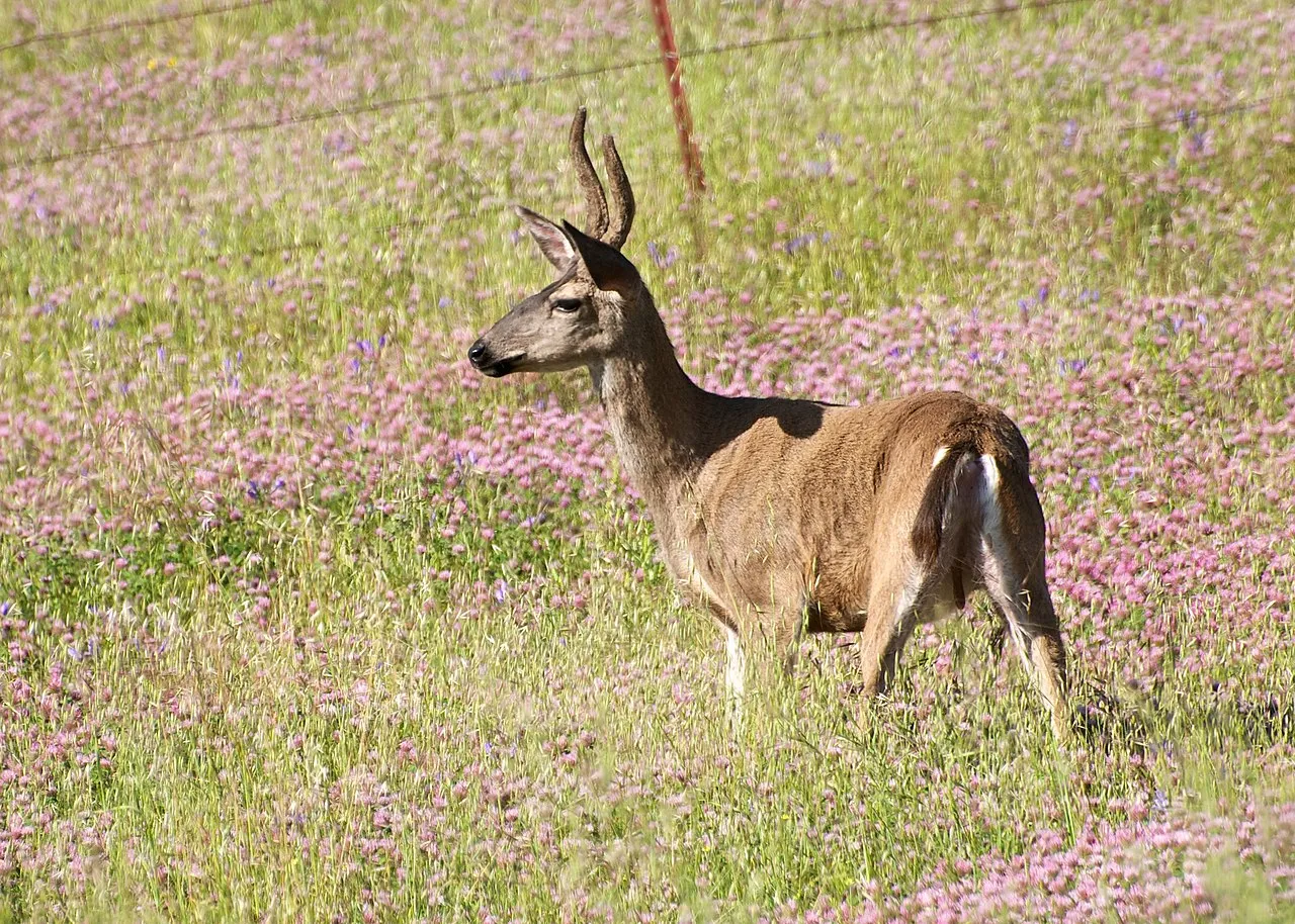 Coyote Lake - Harvey Bear Ranch
