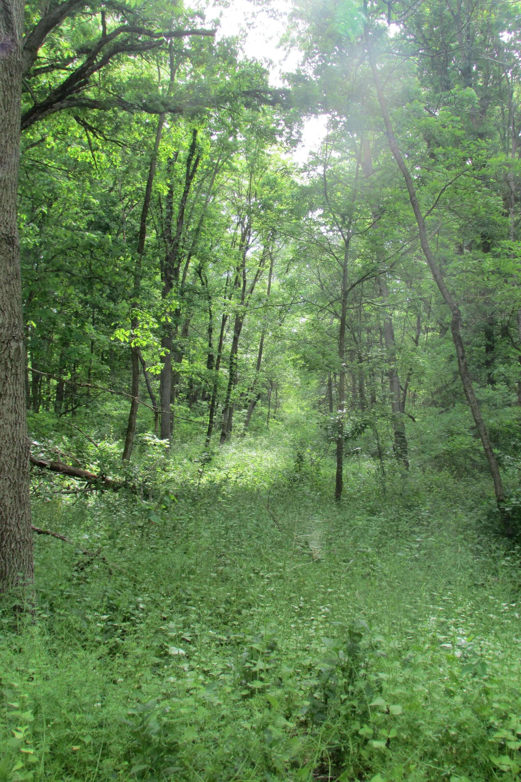 Tippecanoe River State Park