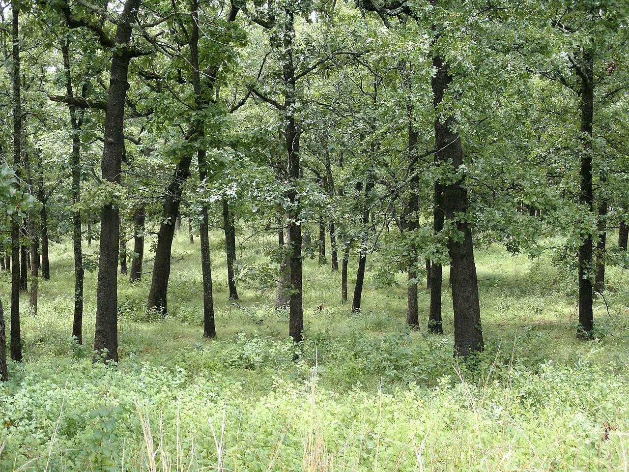 Pomme De Terre Campground
