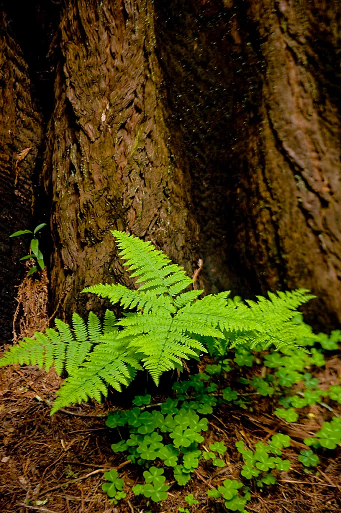 Henry Cowell Redwoods State Park Campground