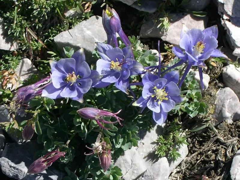 Columbine Landing Recreation Site