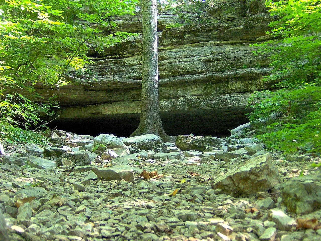 Cedars Of Lebanon State Park