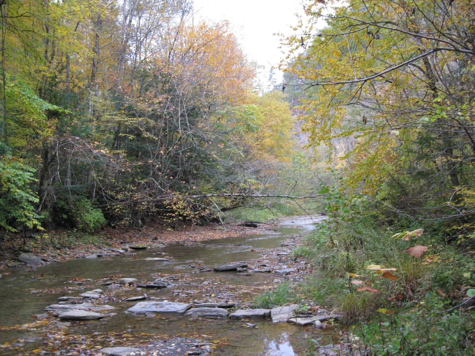 Robert H Treman State Park