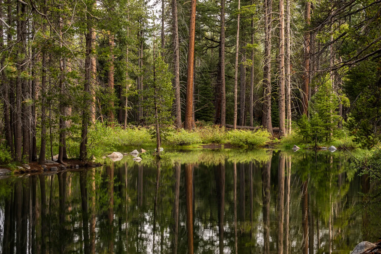 Donner Memorial State Park Campground