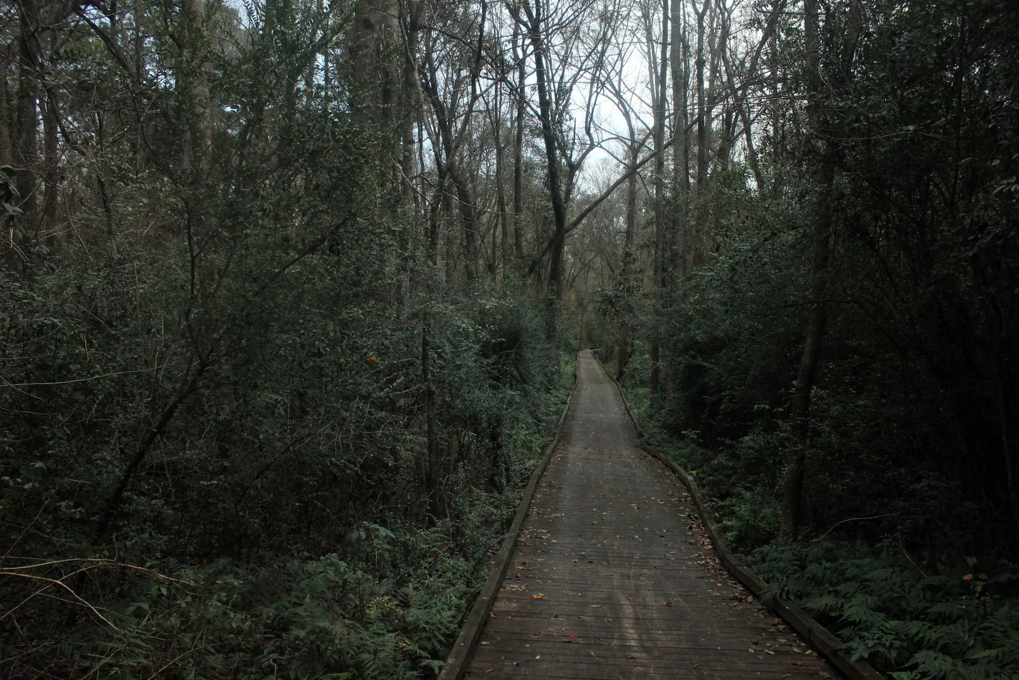 Reed Bingham State Park