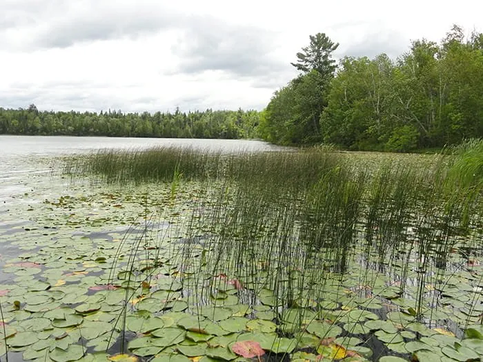Carney Lake State Forest Campground