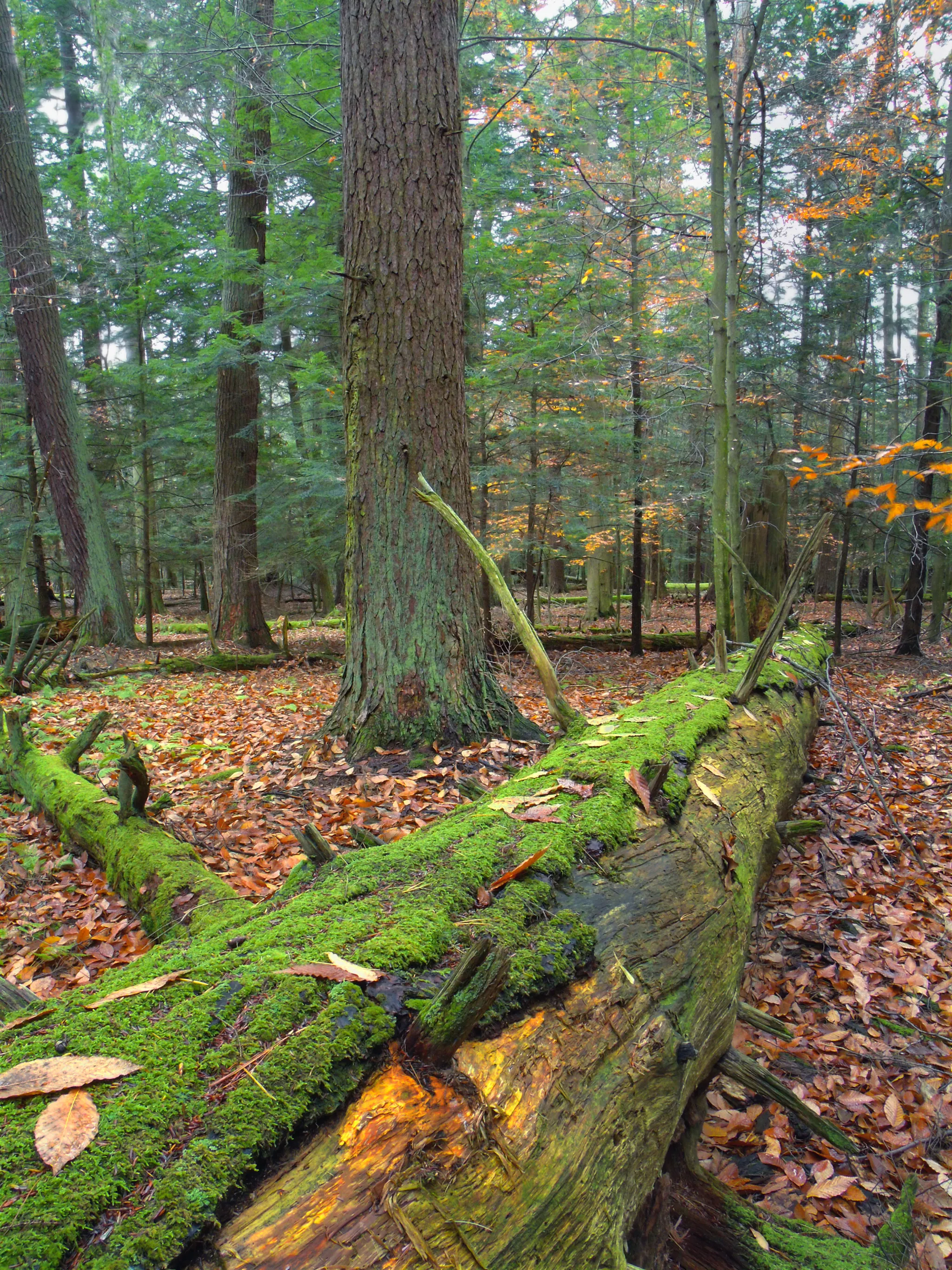 Cook Forest State Park