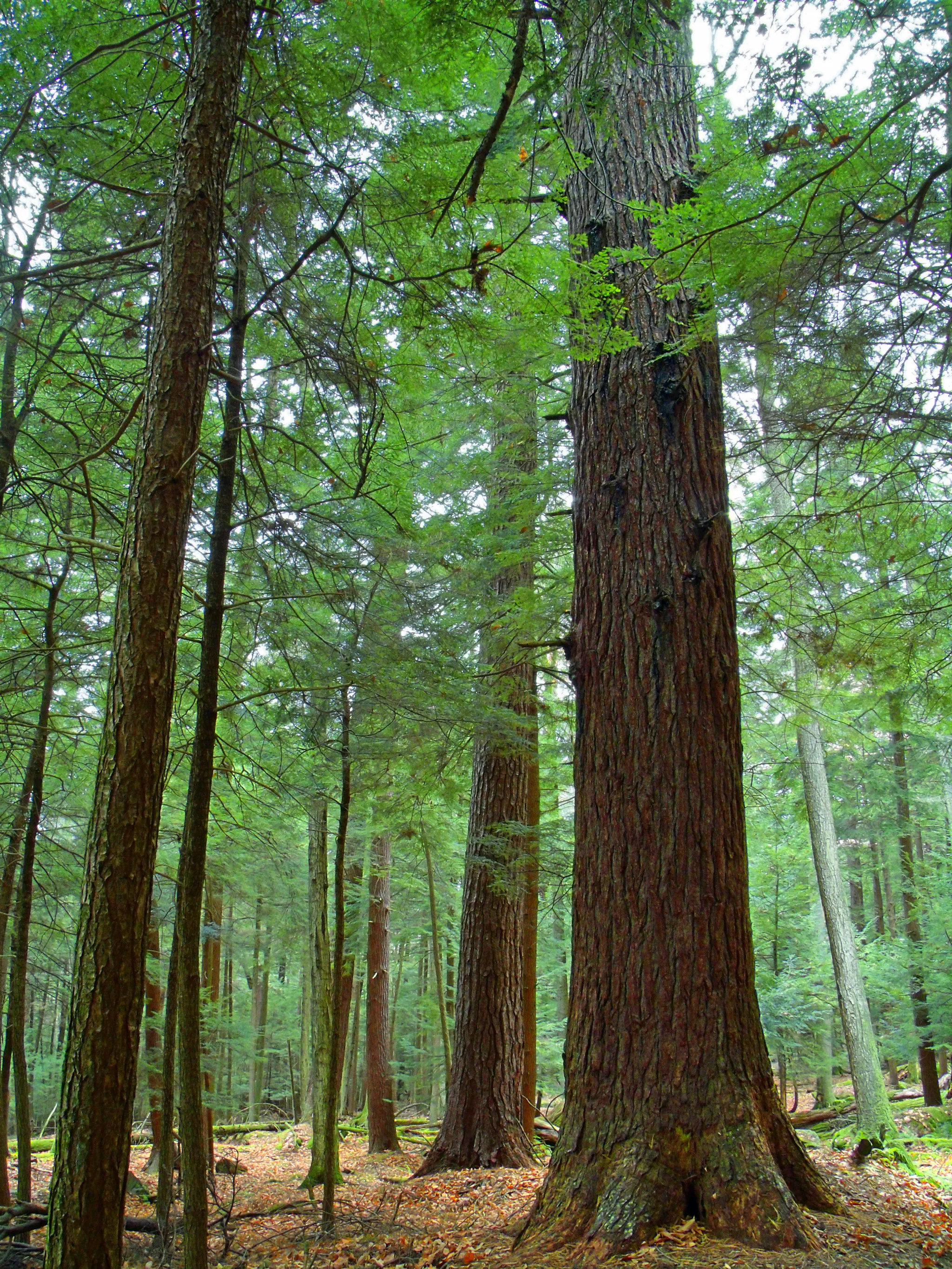 Cook Forest State Park