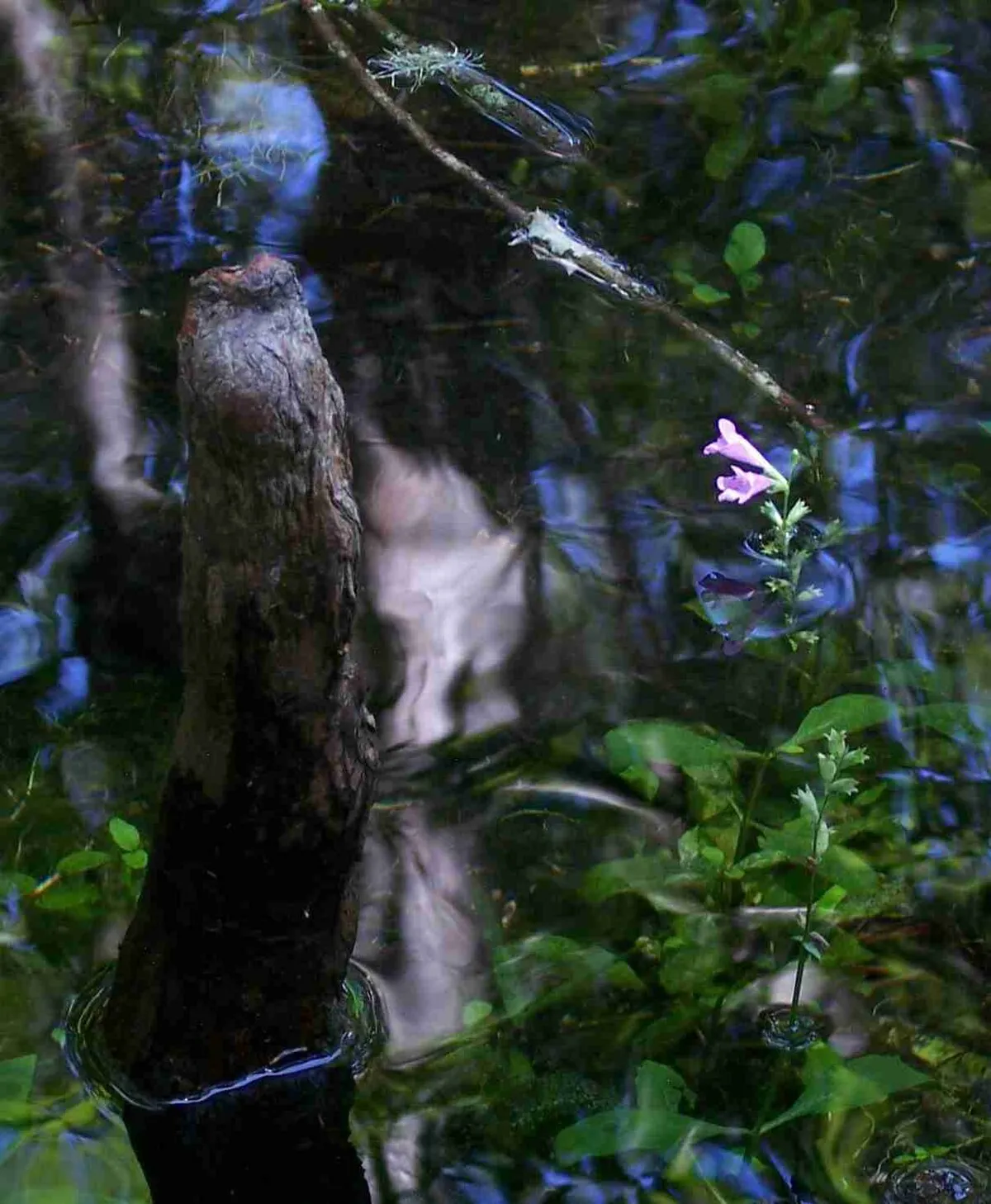 Ruth B. Kirby Gilchrist Blue Springs State Park