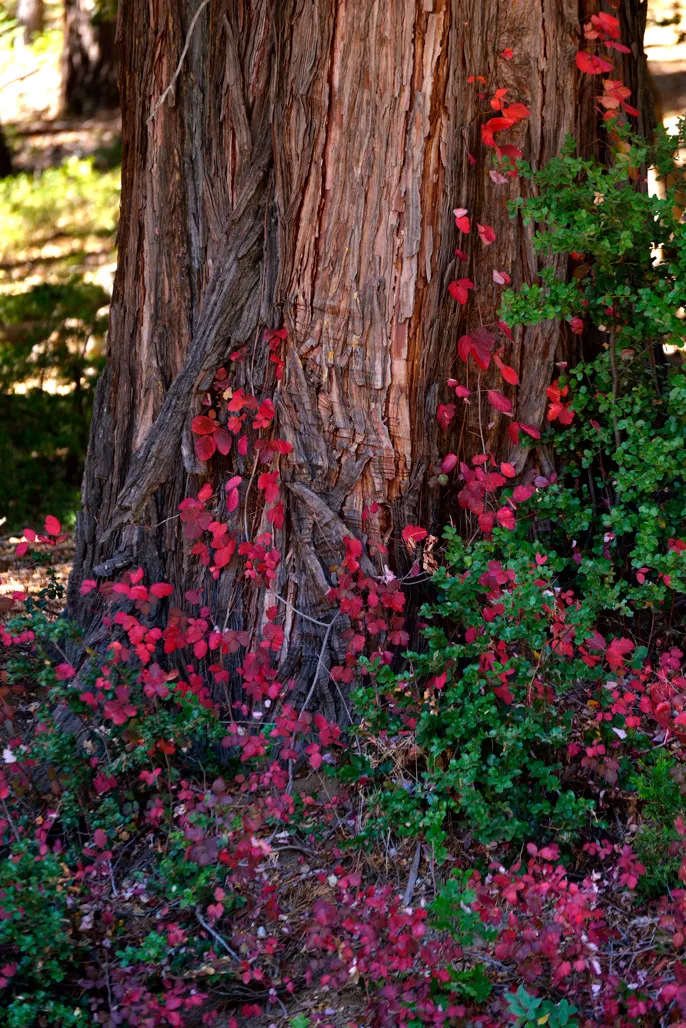 Palomar Mountain State Park Campground