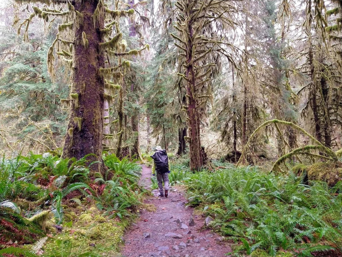 Bogachiel State Park