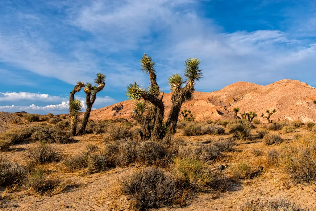 Ricardo Campground