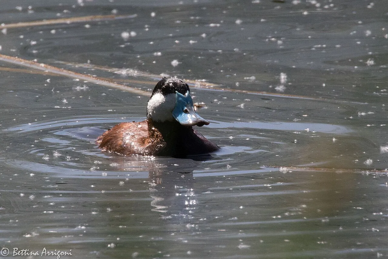 Ruddy Duck Campground