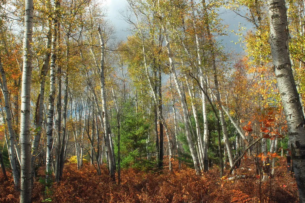 Moshannon State Forest