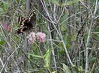 Butterfly Garden
