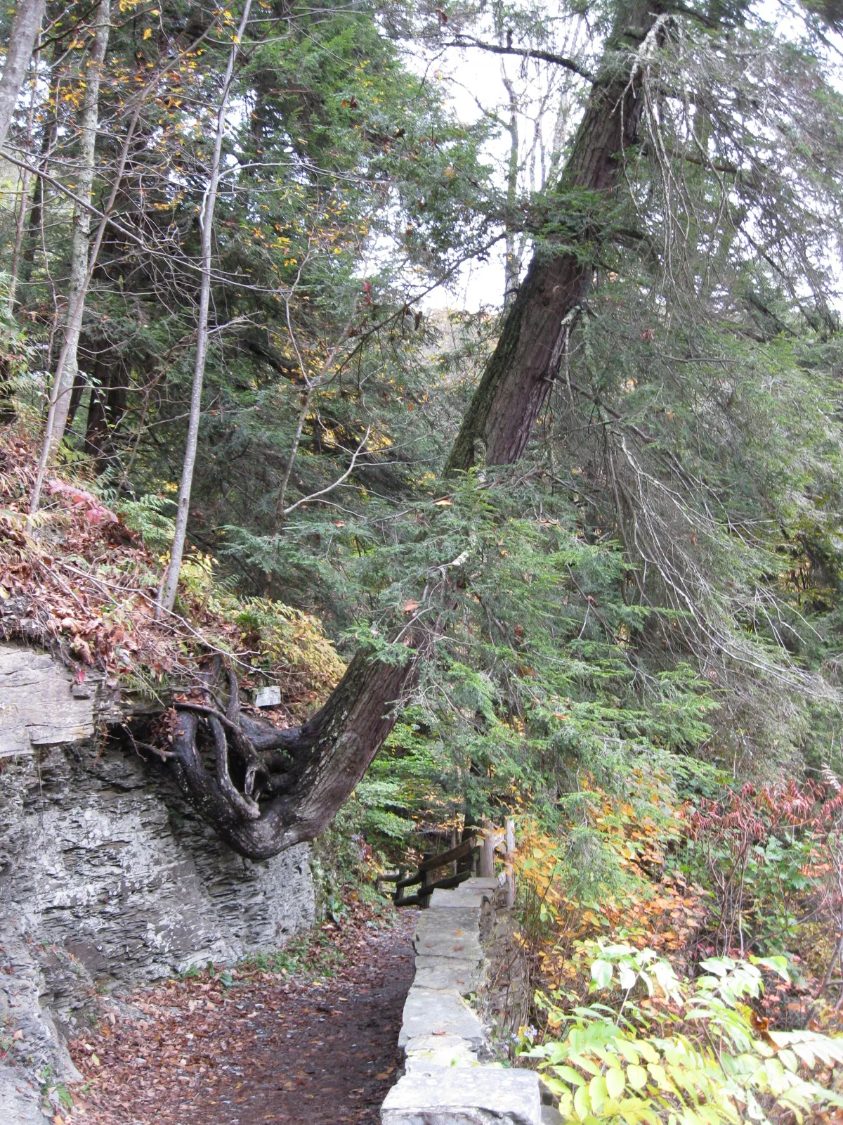 Robert H Treman State Park