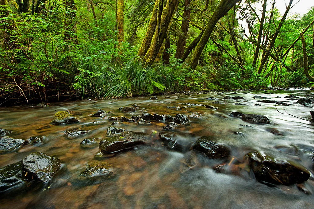 Van Damme State Park Campground