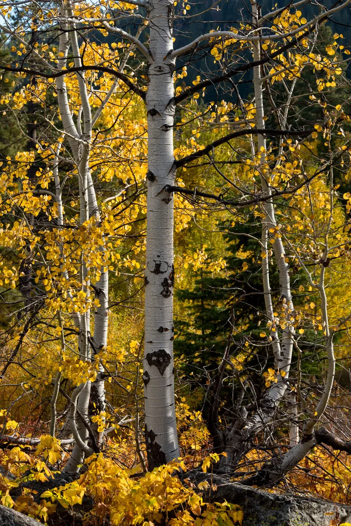 Jamison Creek Campground