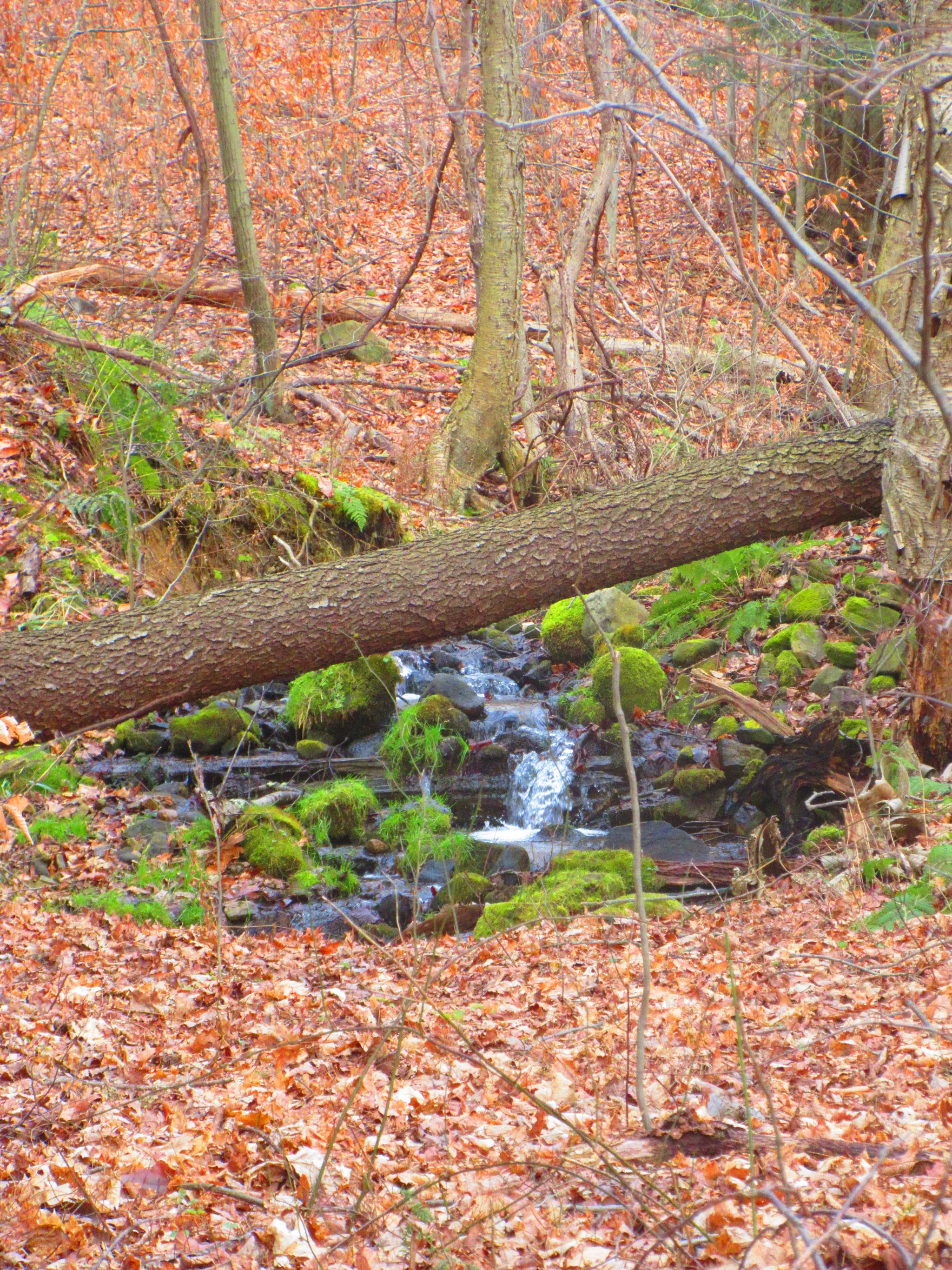 Maurice K Goddard State Park