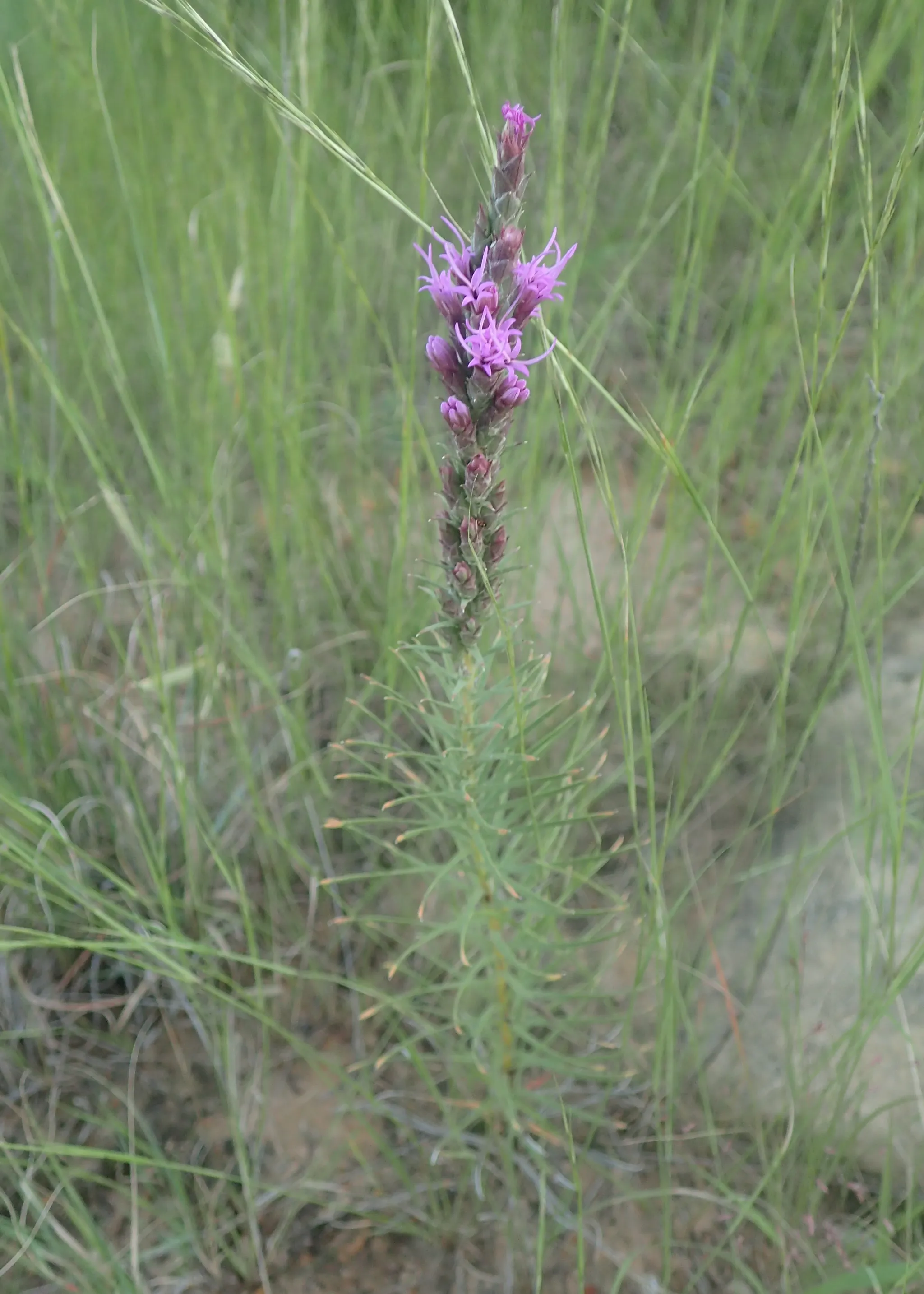 Wilson State Park