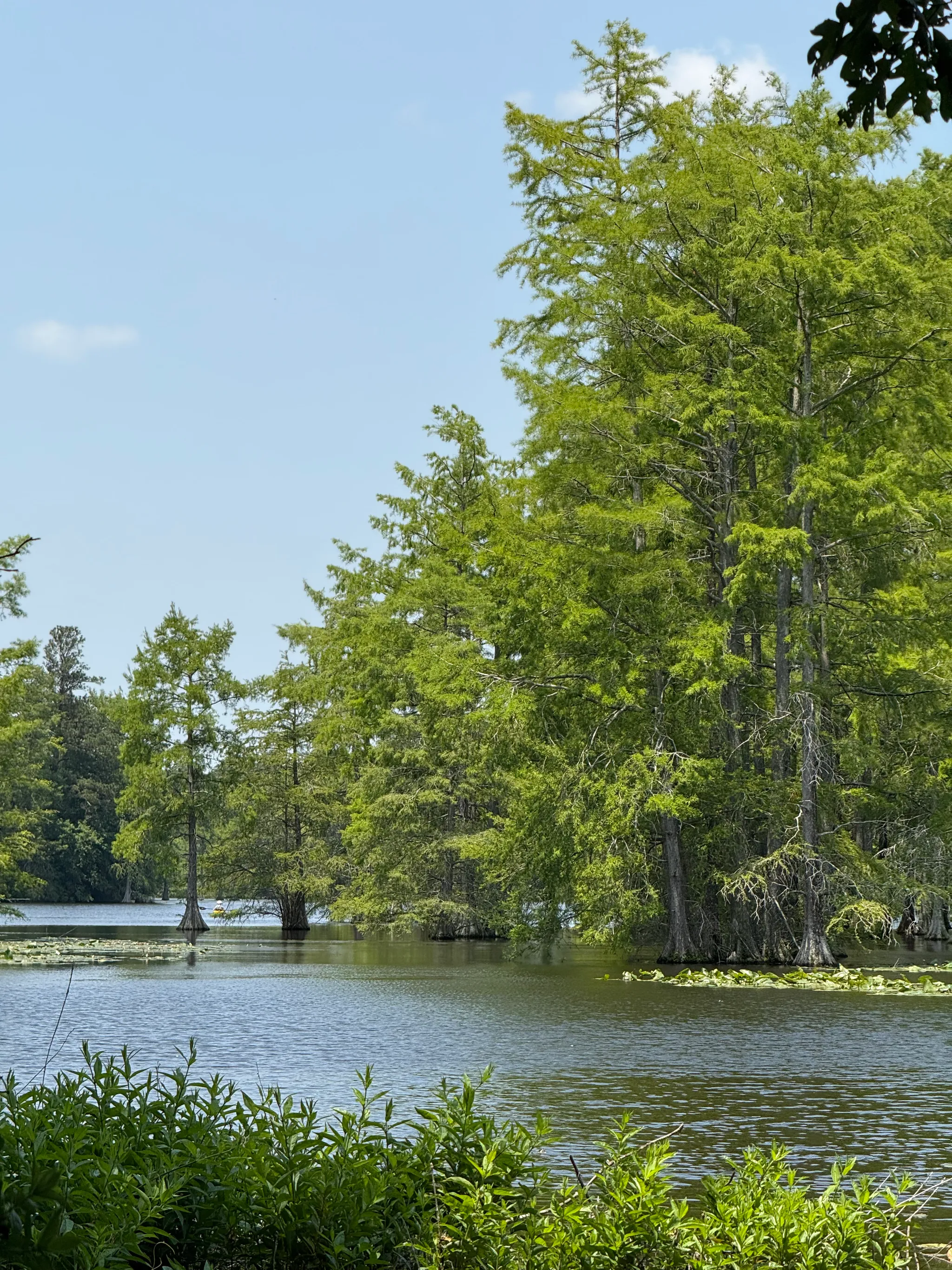 Trap Pond State Park