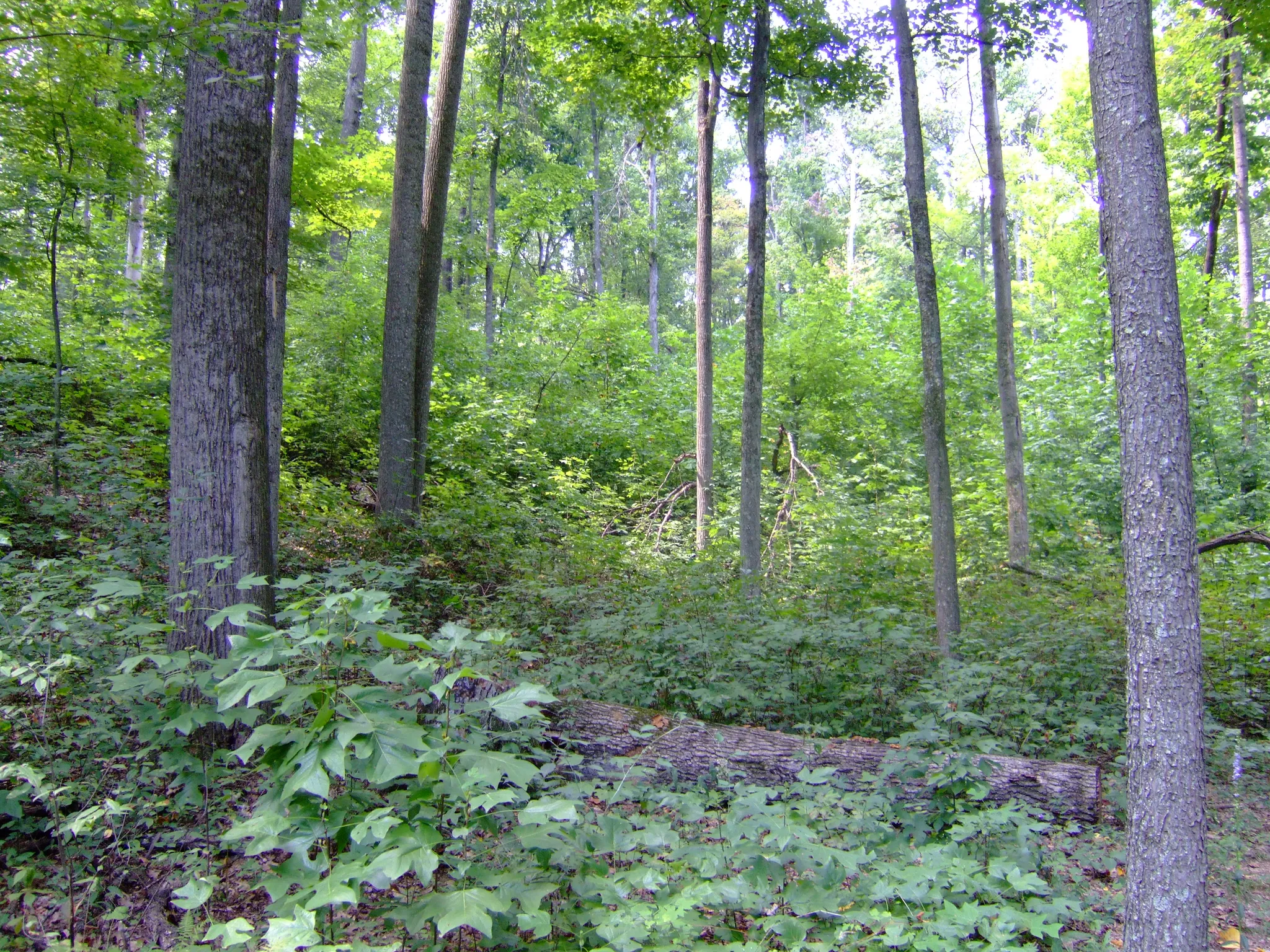 Shawnee State Park