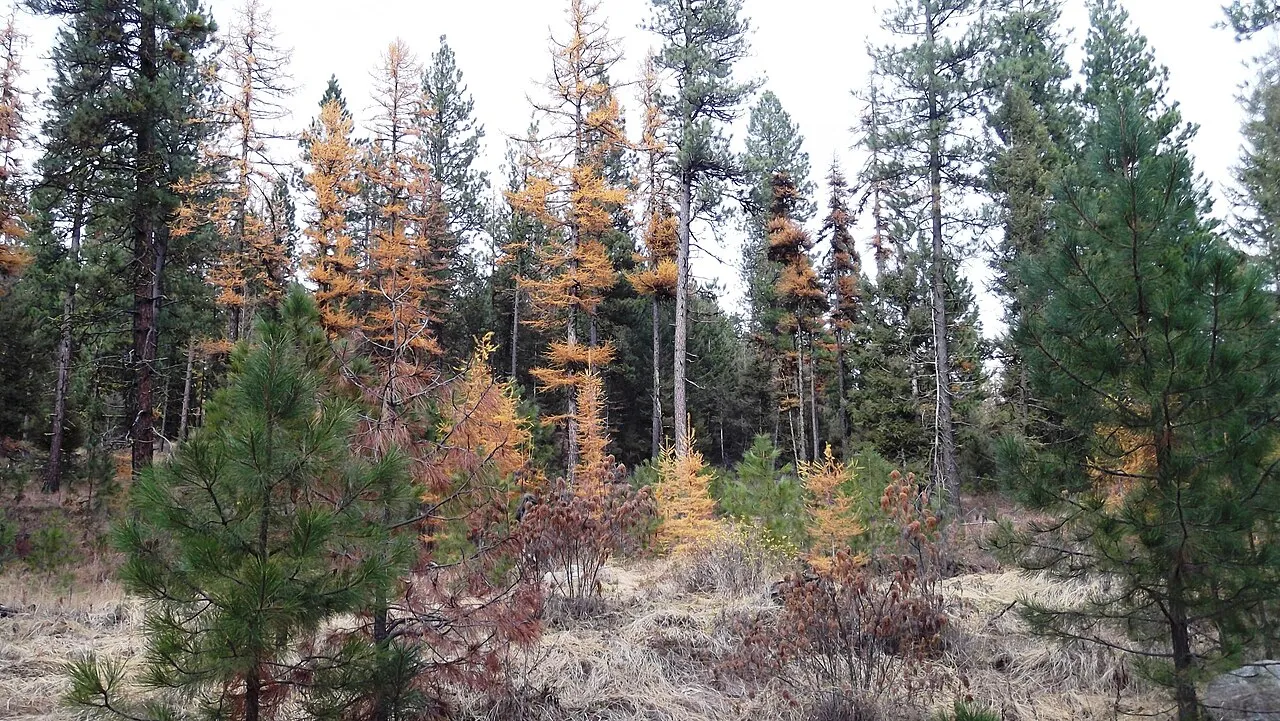 Bass Campground