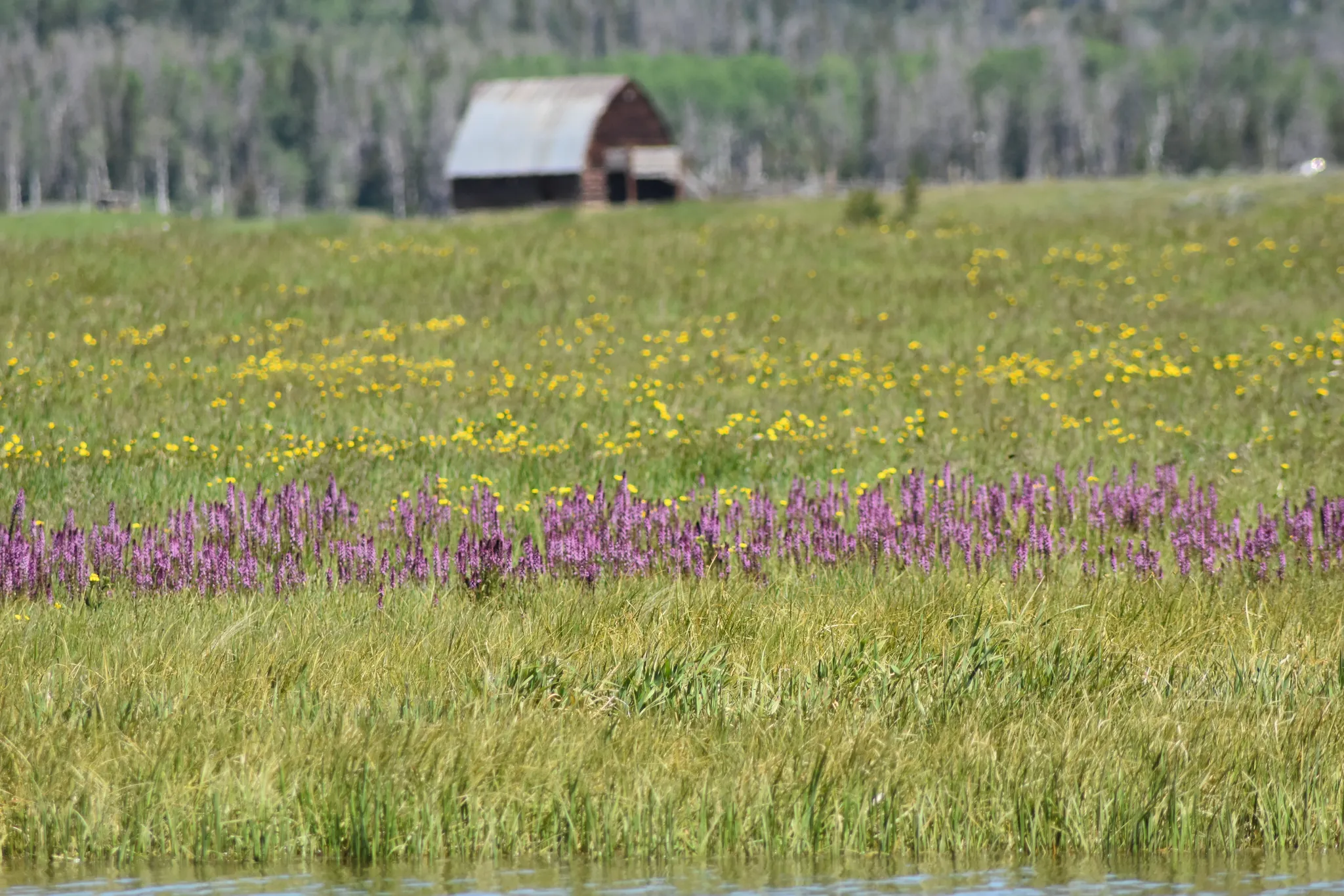 Steamboat Lake Campground