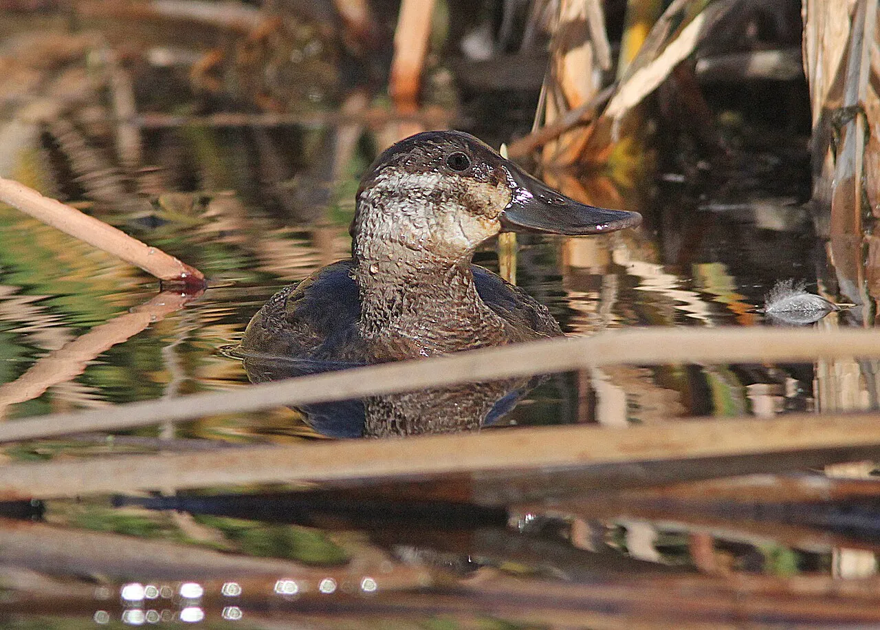 Ruddy Duck Campground
