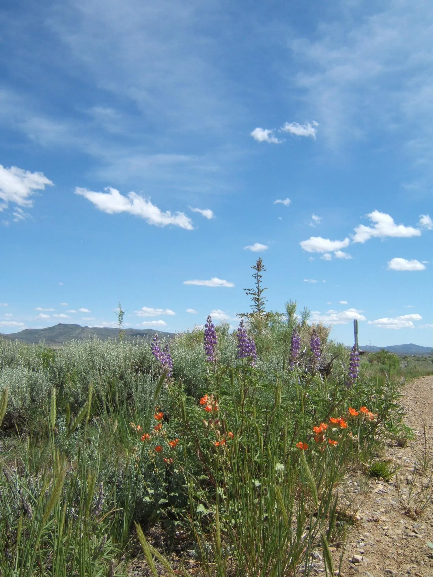 Wild Horse Campground