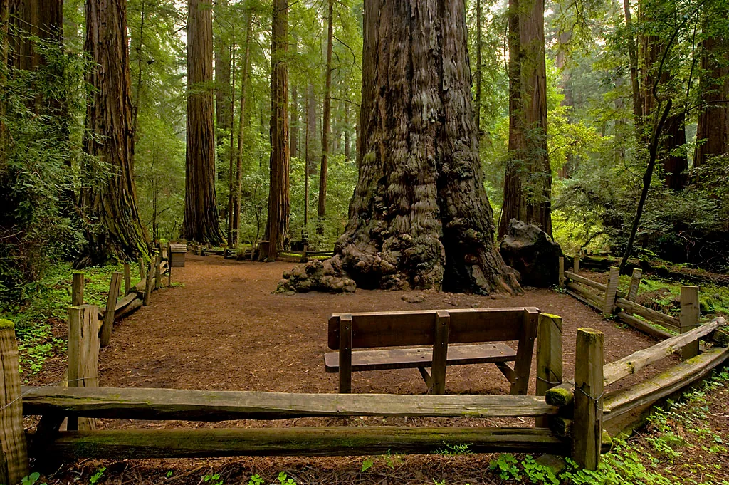 Henry Cowell Redwoods State Park Campground