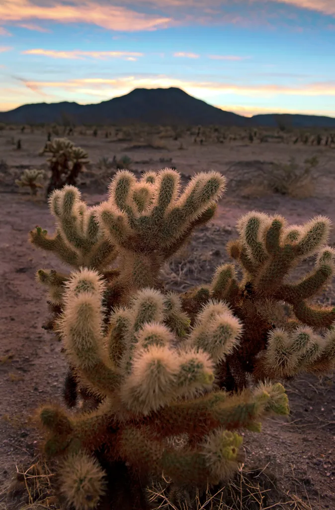 Borrego Palm Canyon Campground