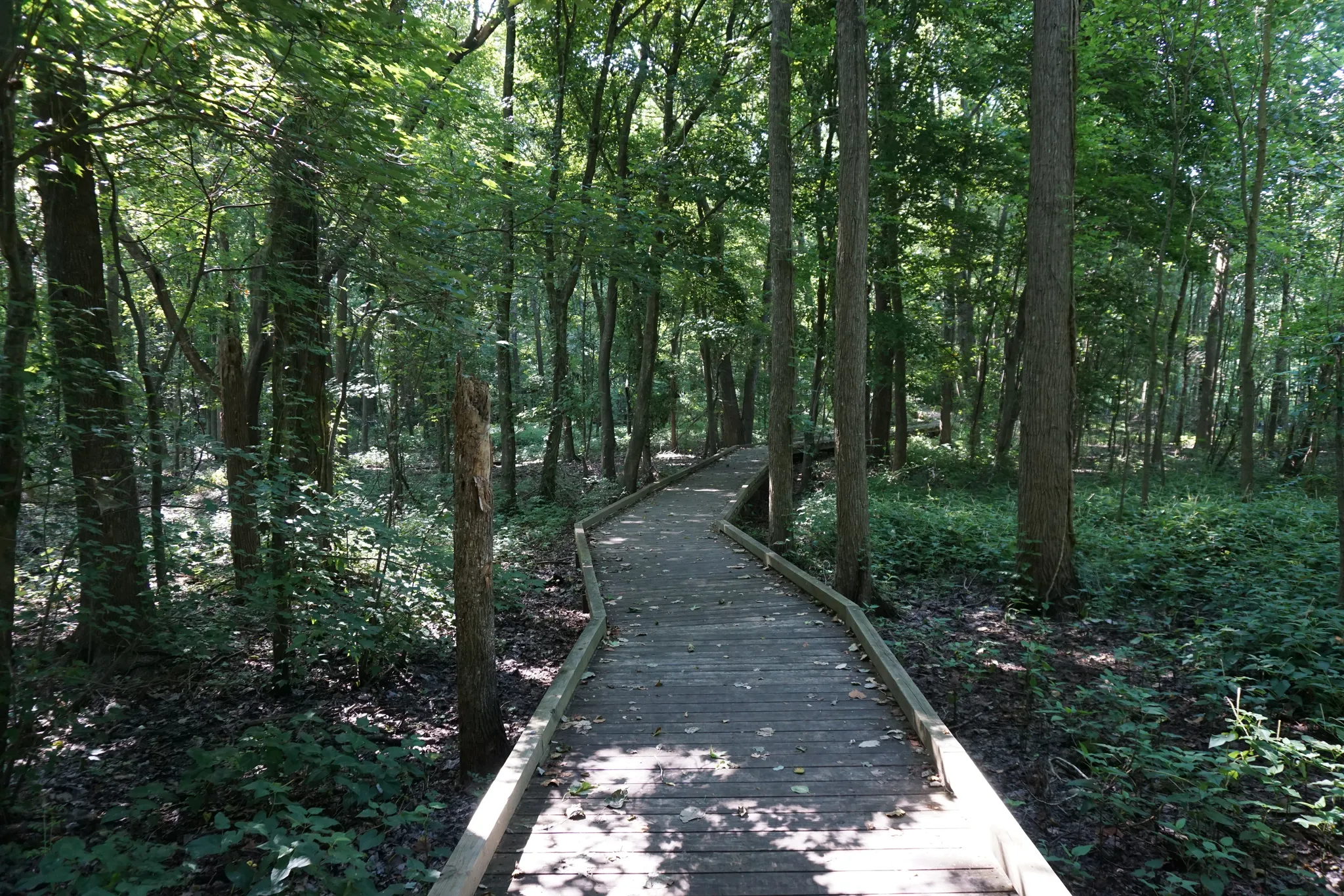 Pettigrew State Park