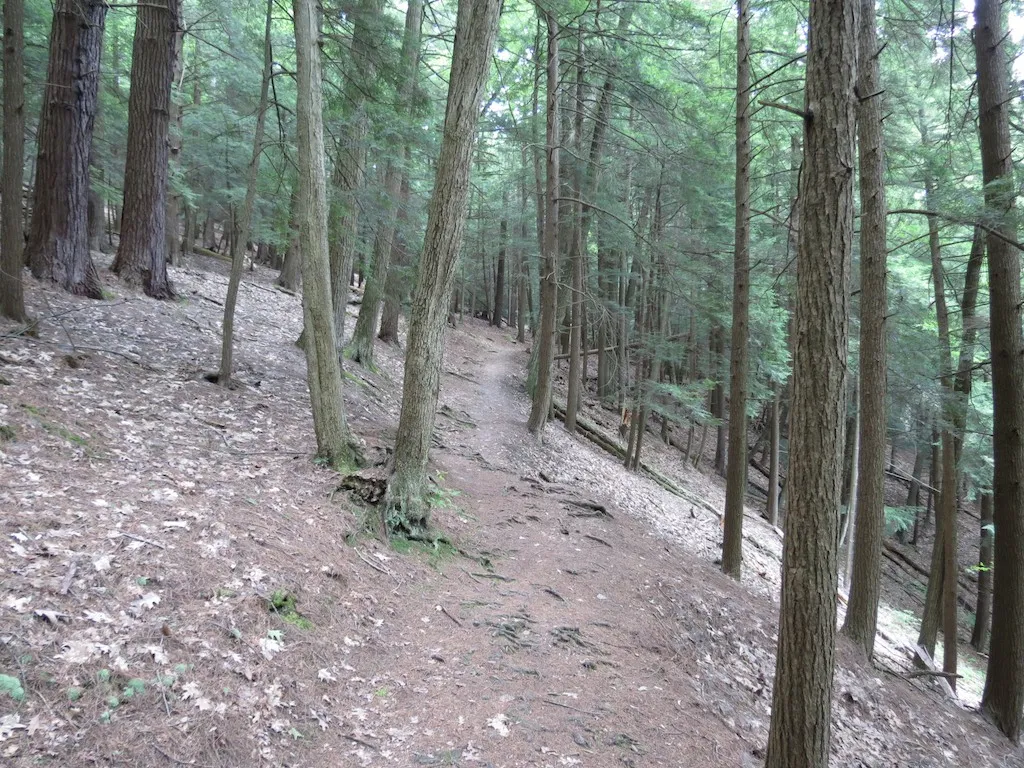 Cook Forest State Park
