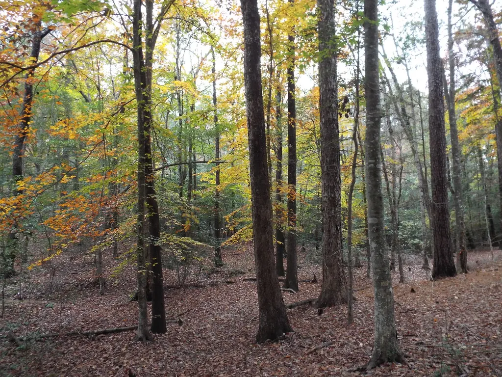 White Oak Lake Campground