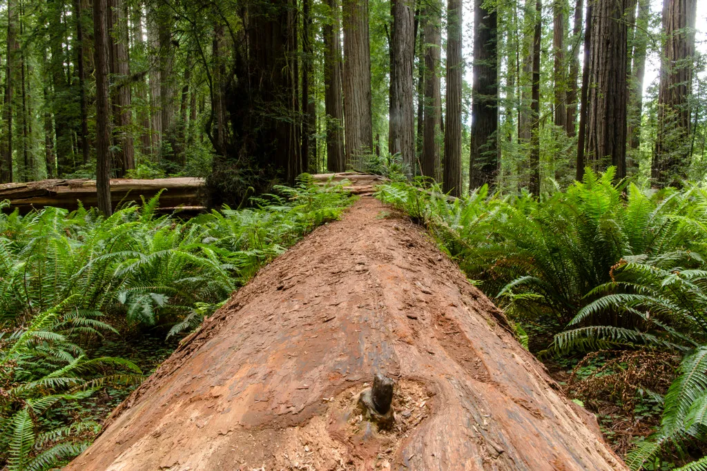 Jedediah Smith Redwoods Campground