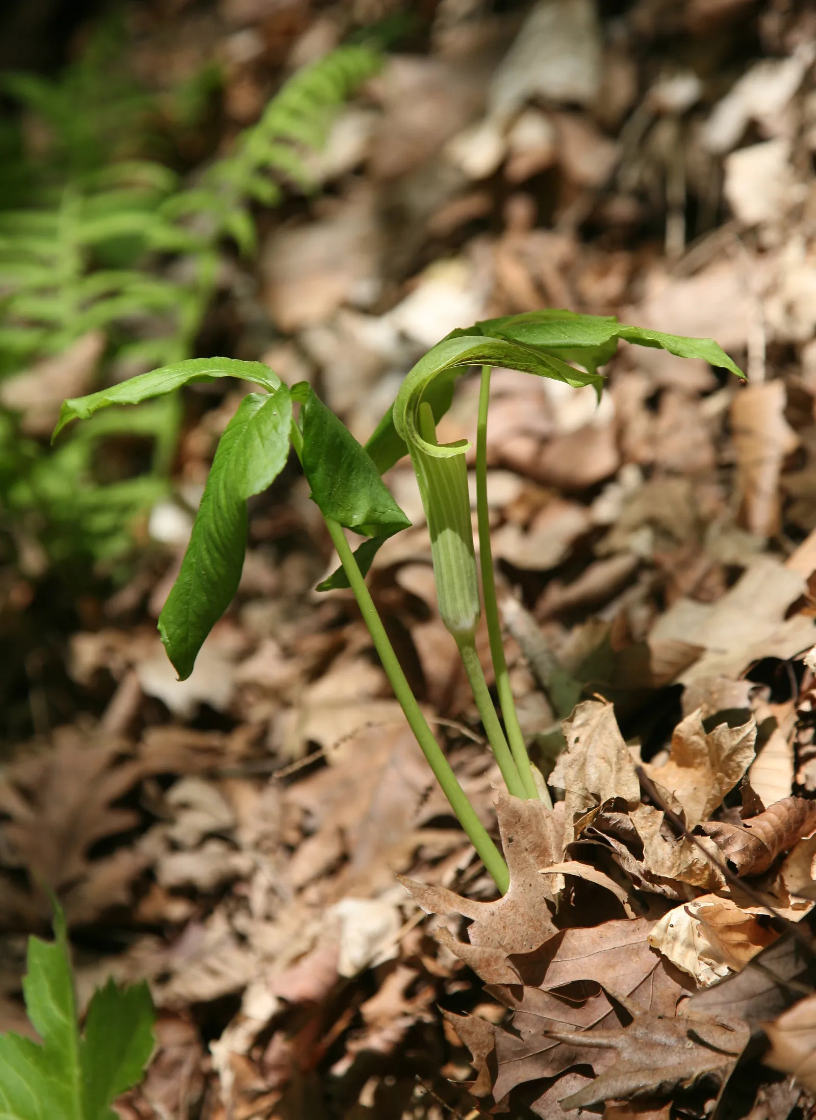 Turkey Run State Park