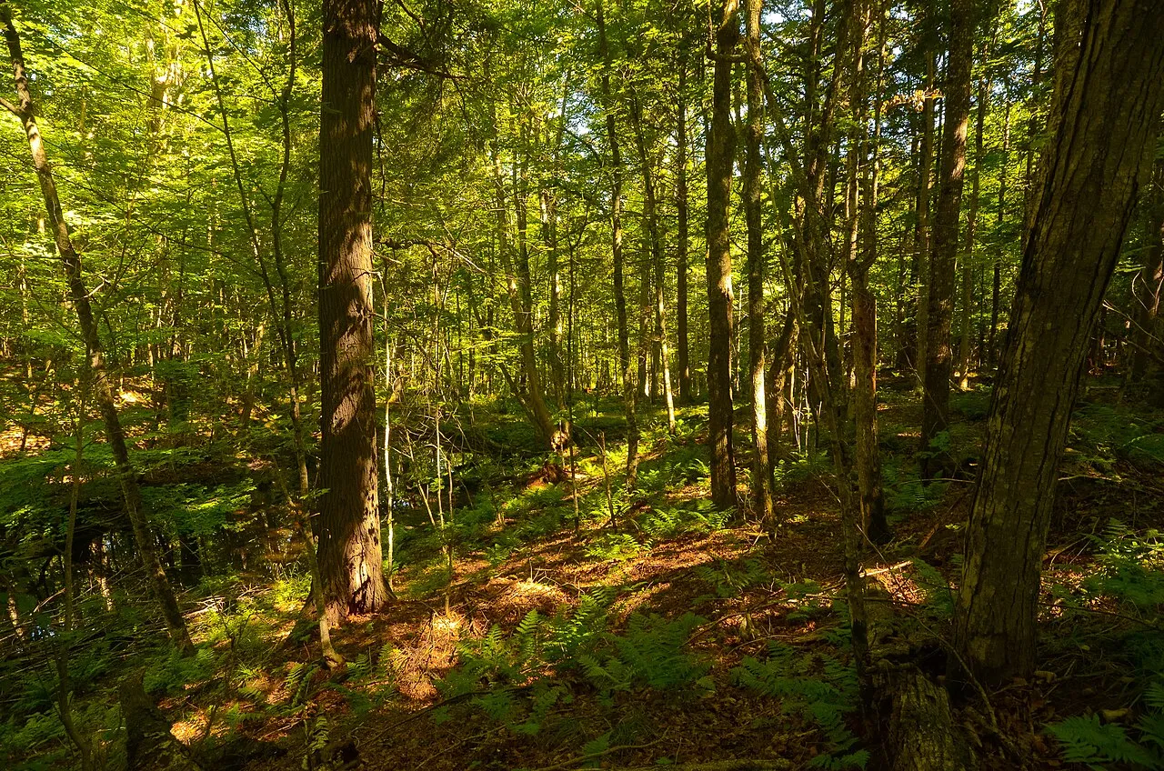 Northern Highland - American Legion State Forest