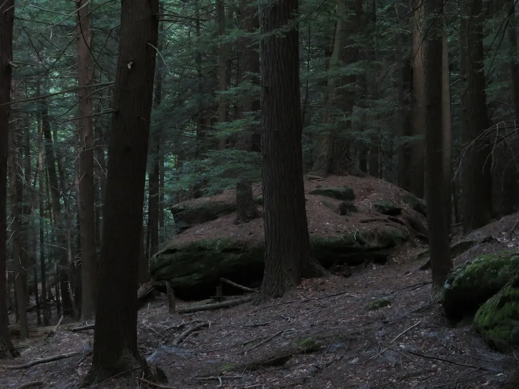 Cook Forest State Park