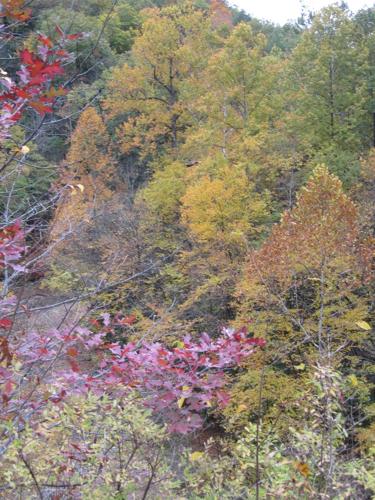 Robert H Treman State Park